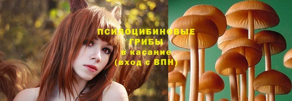 шишки Елизово